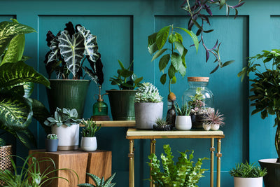 Perfect potting: 5 design tips