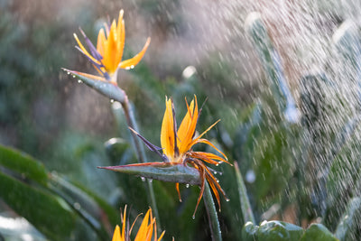 Wet weather gardening