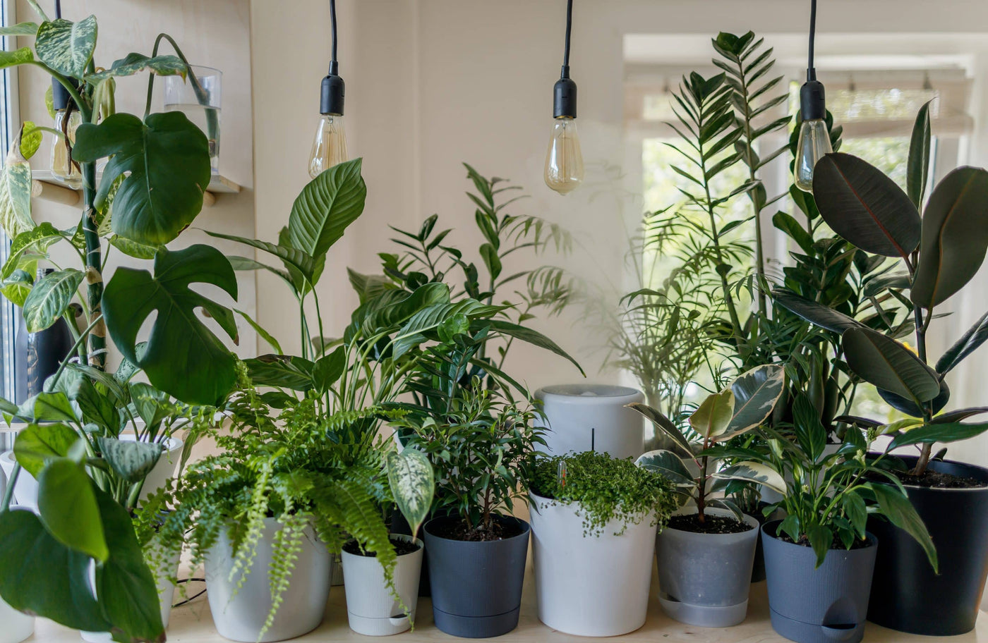 Pot Plants: When and How to Repot Them